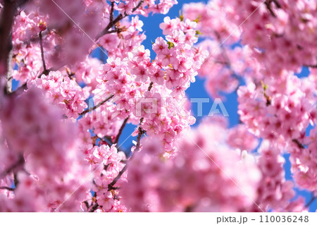 満開の河津桜 110036248