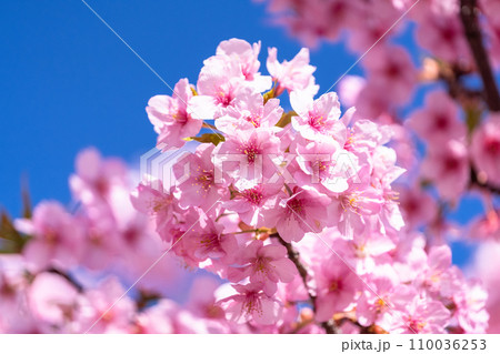 満開の河津桜 満開の河津桜 110036253