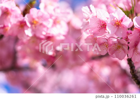 満開の河津桜 110036261