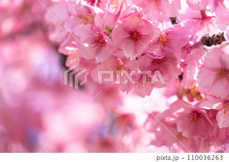 満開の河津桜 110036263