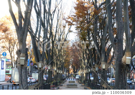 ケヤキとイチョウの並木が美しい定禅寺通 110036309