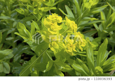 ノウルシの花 110036393