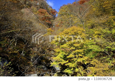 赤城山南面の紅葉する渓谷に滝沢の不動滝を遠望 110036726