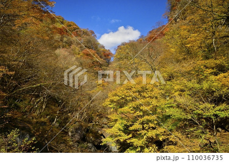 赤城山南面の紅葉する渓谷に滝沢の不動滝を遠望 赤城山南面の紅葉する渓谷に滝沢の不動滝を遠望 110036735
