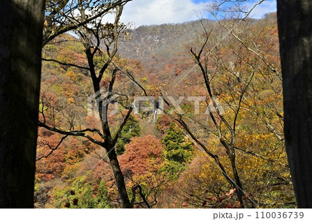 赤城山南面の紅葉する渓谷に滝沢の不動滝を遠望 110036739