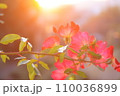 バラ園のカクテル 110036899