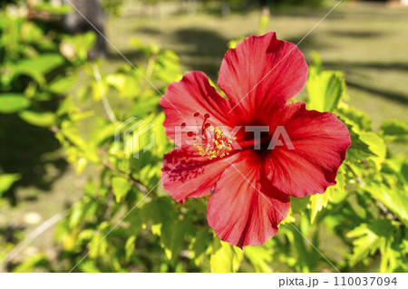 道端に咲く赤いハイビスカス 沖縄県名護市 道端に咲く赤いハイビスカス 沖縄県名護市 110037094