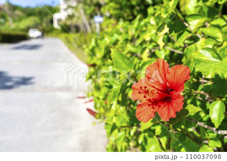 道端に咲く赤いハイビスカス　沖縄県名護市 110037098