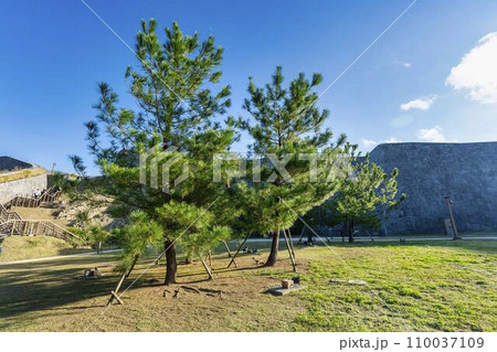 青空と首里城 琉球松 沖縄県那覇市 青空と首里城 琉球松 沖縄県那覇市 110037109