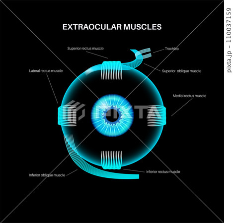 Extraocular muscles anatomy 110037159