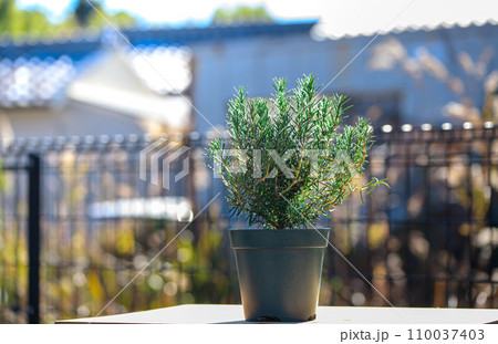 鉢植えで育てる ローズマリー 110037403