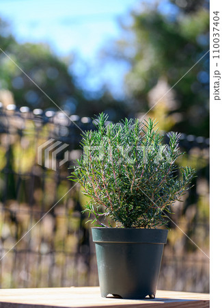 鉢植えで育てる ローズマリー 110037404