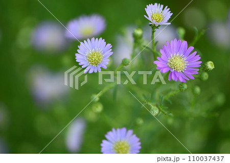 クジャクソウの花 クジャクソウの花 110037437