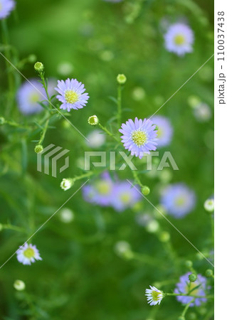 風に揺れるクジャクソウの花 風に揺れるクジャクソウの花 110037438