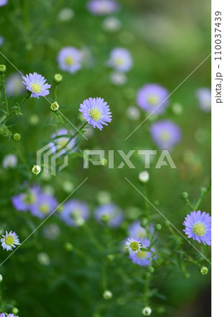 可愛らしいクジャクソウ 可愛らしいクジャクソウ 110037439