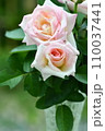 薄ピンクのバラ 110037441