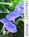 青い朝顔 110037442