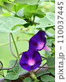 紫色の花が咲いています 110037445