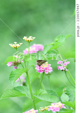 ランタナに止まるセセリチョウ ランタナに止まるセセリチョウ 110037447
