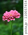 ピンクのダリアの花 110037454