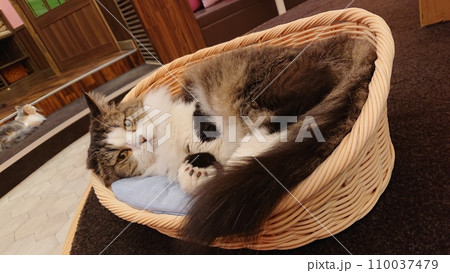 可愛い子猫「猫カフェMOCHA」 110037479