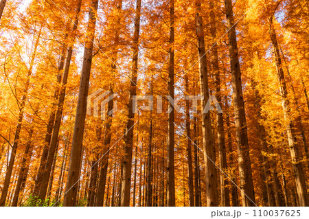 《東京都》紅葉のメタセコイアの森・秋の夕暮れ 110037625