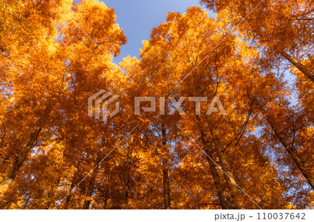 《東京都》紅葉のメタセコイアの森・秋の夕暮れ 《東京都》紅葉のメタセコイアの森・秋の夕暮れ 110037642