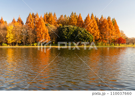 《東京都》紅葉のメタセコイアの森・秋の夕暮れ 《東京都》紅葉のメタセコイアの森・秋の夕暮れ 110037660