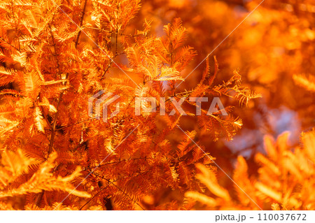 《東京都》紅葉のメタセコイアの森・秋の夕暮れ 110037672