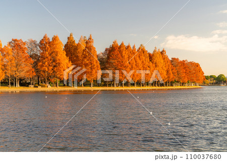 《東京都》紅葉のメタセコイアの森・秋の夕暮れ 《東京都》紅葉のメタセコイアの森・秋の夕暮れ 110037680