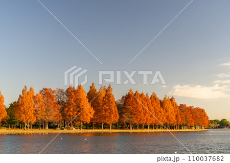 《東京都》紅葉のメタセコイアの森・秋の夕暮れ 110037682