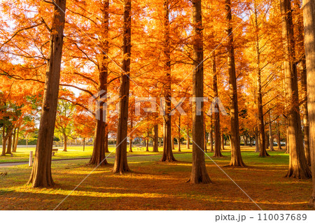《東京都》紅葉のメタセコイアの森・秋の夕暮れ 110037689