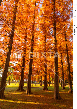 《東京都》紅葉のメタセコイアの森・秋の夕暮れ 110037690