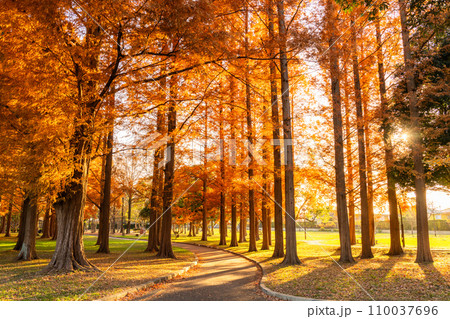 《東京都》紅葉のメタセコイアの森・秋の夕暮れ 《東京都》紅葉のメタセコイアの森・秋の夕暮れ 110037696