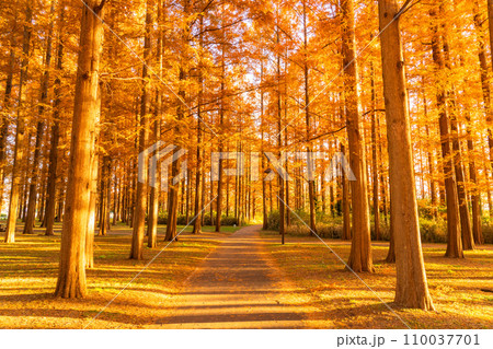 《東京都》紅葉のメタセコイアの森・秋の夕暮れ 110037701
