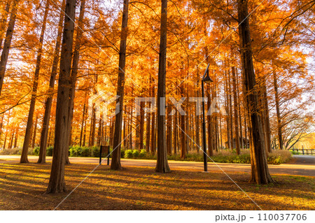 《東京都》紅葉のメタセコイアの森・秋の夕暮れ 110037706