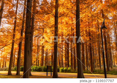 《東京都》紅葉のメタセコイアの森・秋の夕暮れ 110037707