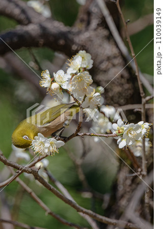 白梅の蜜を吸うメジロ 110039149