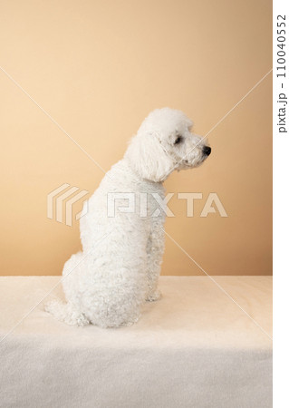 ベージュバックと白いトイプードルの後ろ姿 ベージュバックと白いトイプードルの後ろ姿 110040552