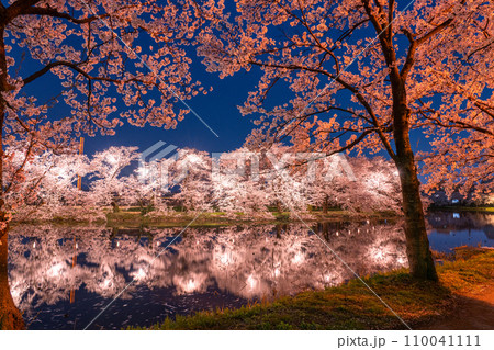 《新潟県》桜満開・春の高田城址公園の夜景 110041111