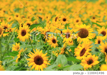 夏の花のある風景 110041496