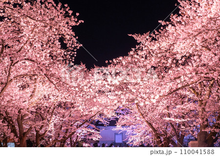 《新潟県》桜満開・春の高田城址公園の夜景 110041588