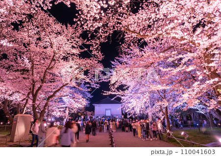 《新潟県》桜満開・春の高田城址公園の夜景 《新潟県》桜満開・春の高田城址公園の夜景 110041603