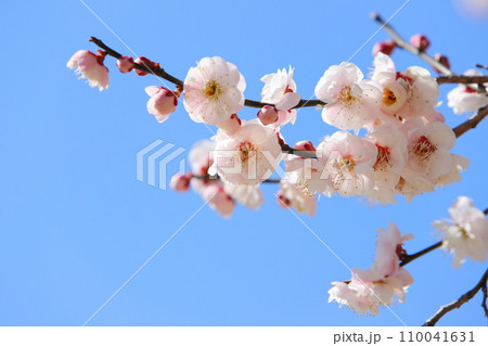 八重咲きの白梅のクローズアップ 【青空背景】 【朱鷺の舞】 八重咲きの白梅のクローズアップ 【青空背景】 【朱鷺の舞】 110041631