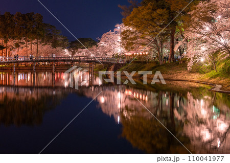 《新潟県》桜満開・春の高田城址公園の夜景 《新潟県》桜満開・春の高田城址公園の夜景 110041977