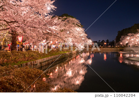 《新潟県》桜満開・春の高田城址公園の夜景 110042204