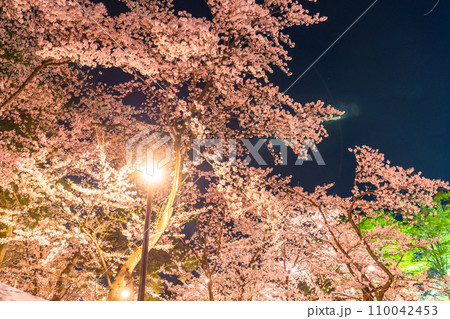 《新潟県》桜満開・春の高田城址公園の夜景 110042453