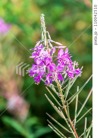 Flowers of Fireweed, Chamaenerion angostifolium on a sunny summer day 110042510