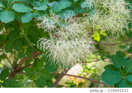 Interesting plant Cotinus coggygria, Rhus cotinus, smoke tree, smoke bush, Venetian sumach 110042511