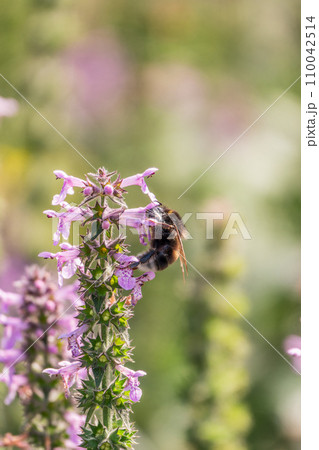 A bee collects pollen on Purple Betony flowers or Betony, Wood Betony, Bishopwort, Bishop's Wort. 110042514